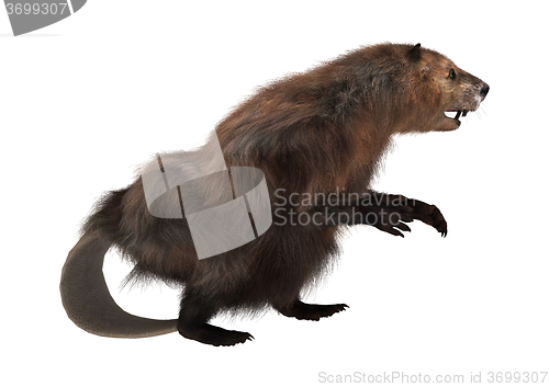 Image of North American Beaver