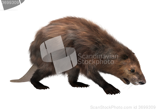 Image of North American Beaver