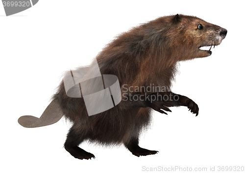 Image of North American Beaver