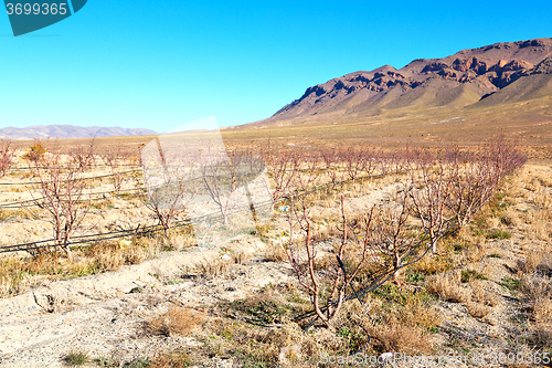 Image of bush  in    valley  morocco     africa vines