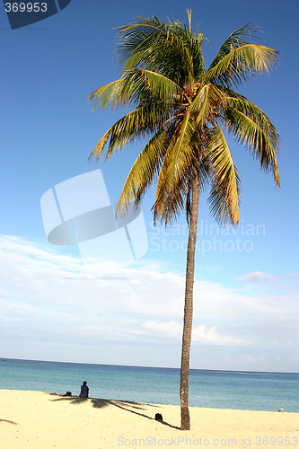 Image of Palm on Cuban beach