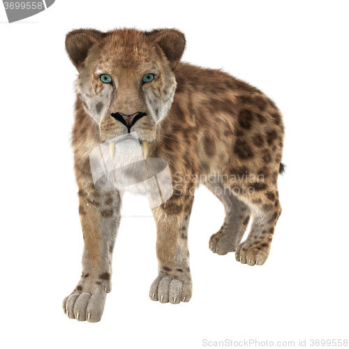 Image of Big Cat Sabertooth