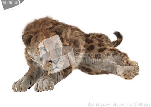 Image of Big Cat Sabertooth