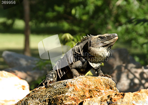 Image of Iguana in Mexico