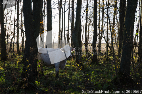 Image of White cow among trees