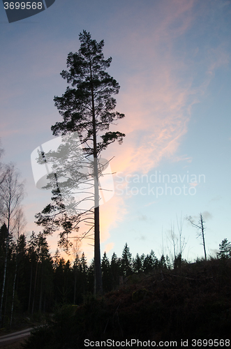 Image of Alone pine tree silhouette