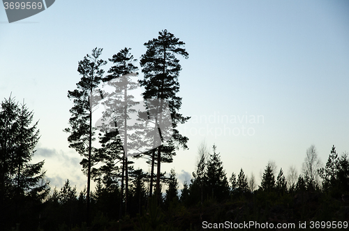 Image of Silhouettes of pine trees 