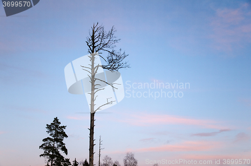 Image of Dead pine tree silhouette