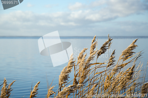 Image of Reed plants detail