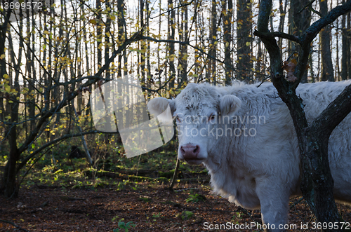 Image of Single cow in a forest