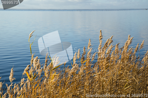 Image of Colorful reeds