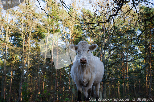 Image of Staring cow