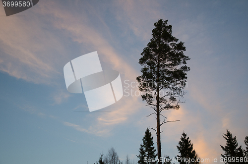 Image of Pine tree silhouette