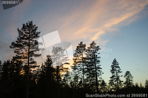 Image of Pine trees silhouettes