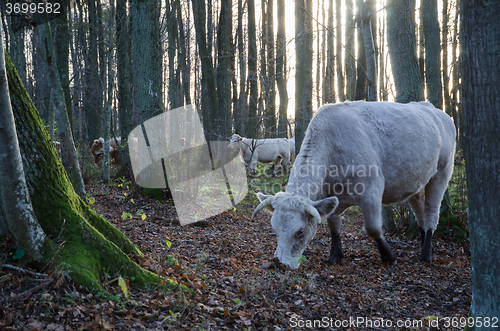 Image of Grazing cattle in forest