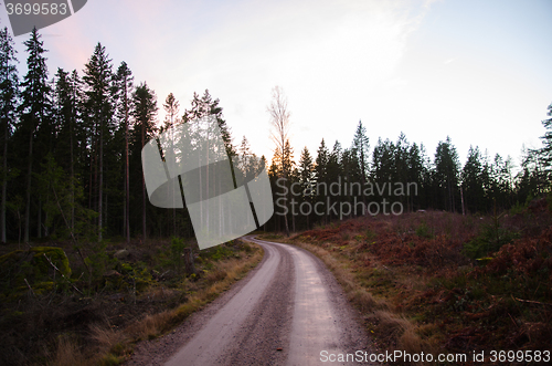 Image of Gravel road in a dark forest