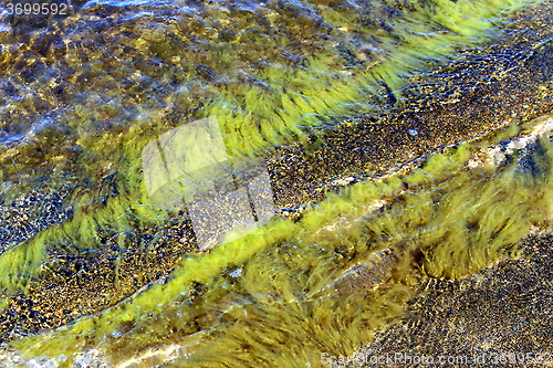 Image of Green Algae in shallow water at the Baltic Sea. Cladophora.