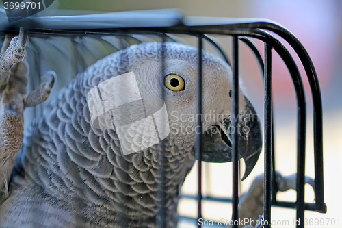 Image of Beautiful parrot in a cage 