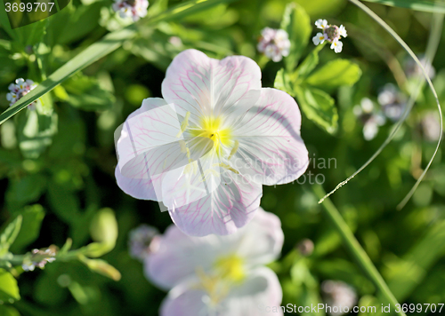 Image of bright white flower 