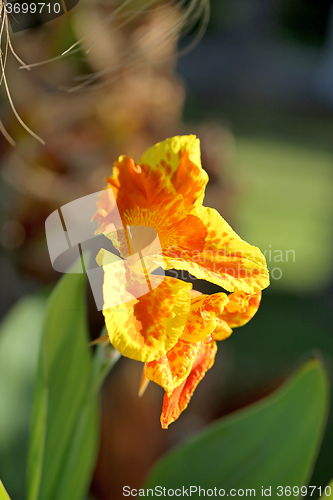 Image of Beautiful bright yellow flower 