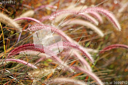 Image of Beautiful bright Golden grass 