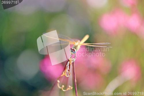 Image of Beautiful dragonfly on a background of flowers 