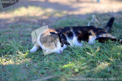 Image of Beautiful cat lying on the grass