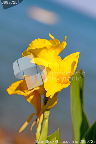 Image of Beautiful bright yellow flower 