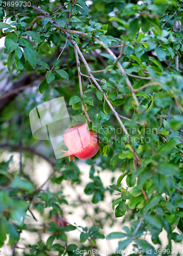 Image of Beautiful delicious fruit pomegranate 
