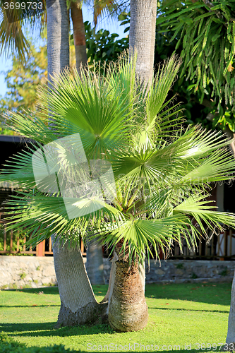 Image of Beautiful green palm tree 