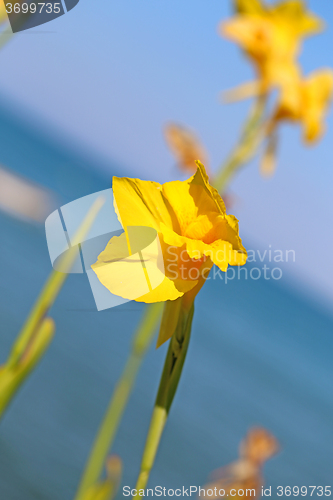 Image of Beautiful bright yellow flower 