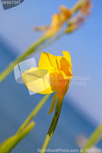 Image of Beautiful bright yellow flower 