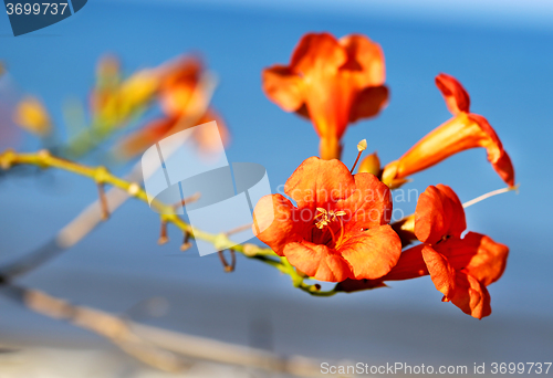 Image of Beautiful bright red flower 