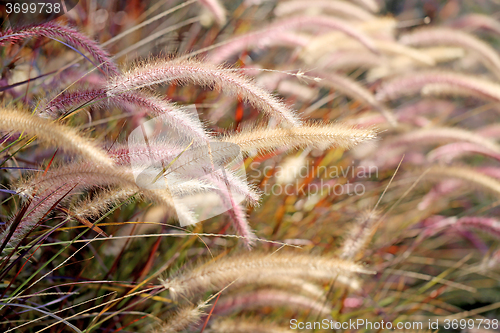 Image of Beautiful bright Golden grass 