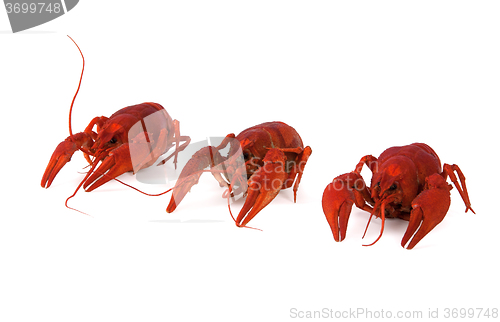 Image of Three boiled crawfish on white