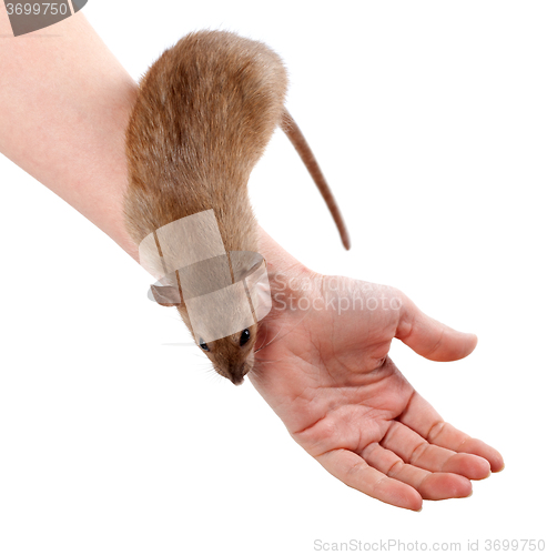 Image of Brown rat on hands