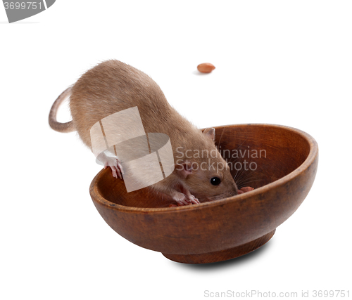 Image of Brown fancy rat (Rattus norvegicus) eating peanuts from plate