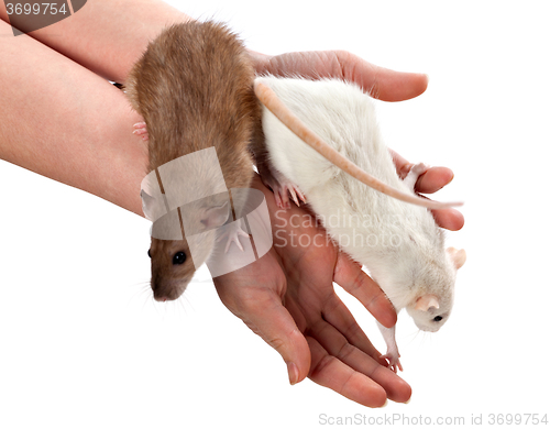 Image of White and brown rats on hands