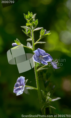 Image of Flowering Bird\'s-eye speedwell plant close up