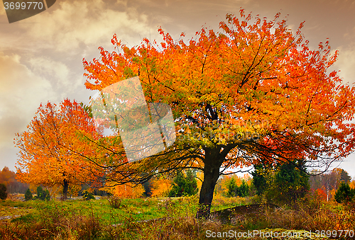 Image of tree with golden leaves in autumn and sunrays 