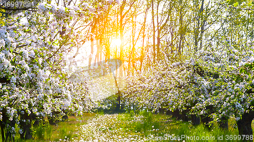 Image of Blooming apple trees at spring