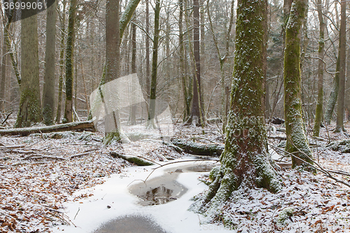 Image of Old natural stand of Bialowieza Forest by stream