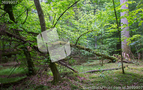 Image of Old broken hornbeam tree moss wrapped