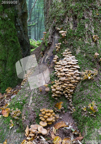 Image of Bunch of autumnal Honey Fungus