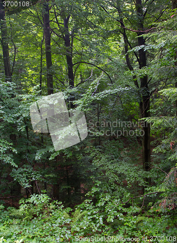 Image of Lush foliage of summetime beech stand in Bieszczady