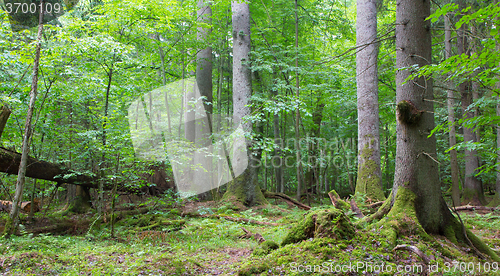 Image of Group of old spruces inside deciduous stand