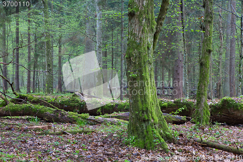 Image of Springtime deciduous stand of Bialowieza Forest
