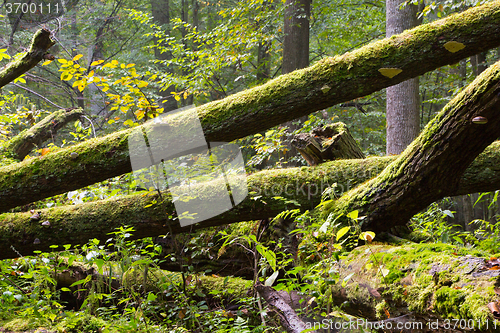 Image of Old oak tree broken lying in spring forest