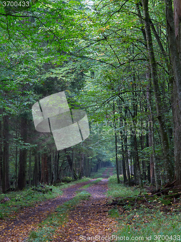 Image of Straight ground road leading across forest