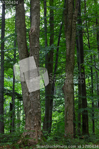 Image of Natural mixed stand of Bieszczady Mountain region